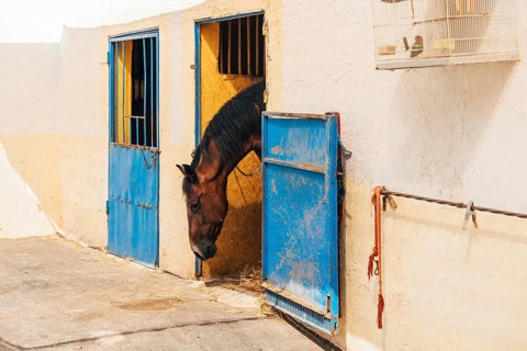 Side view of chestnut horse with bridle standing on street and looking at camera