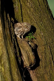 Little Owl (Athene noctua) juvenile perched in a tree, North Rhine-Westphalia, Germany