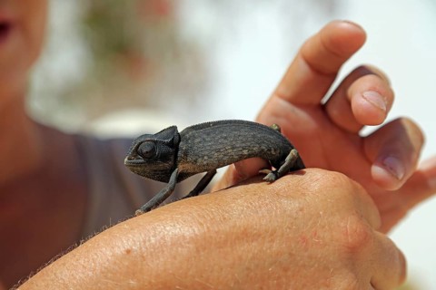 Chameleon (Chamaeleoninae), Djerba, Tunisia
