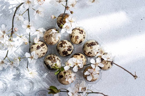 Top view of quail eggs and delicate cherry blossoms placed on a plastic egg tray. The composition