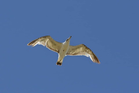 Pallas's Gull (Ichthyaetus ichthyaetus) juvenile flying, Airag Lake, Mongolia