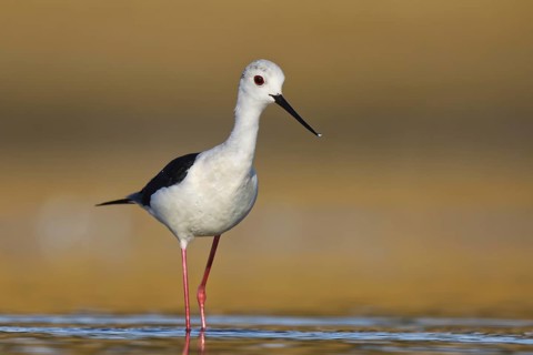 Black-winged Stilt (Himantopus himantopus) male foraging, North Rhine-Westphalia, Germany