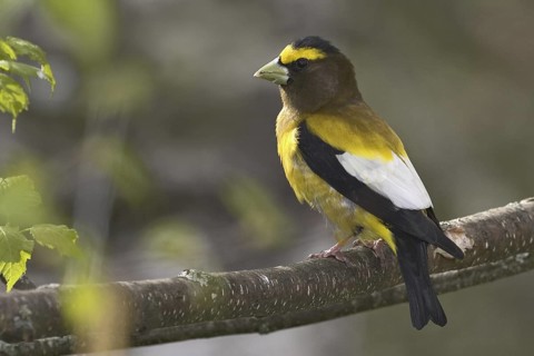 Evening Grosbeak (Hesperiphona vespertina) male, Maine, USA
