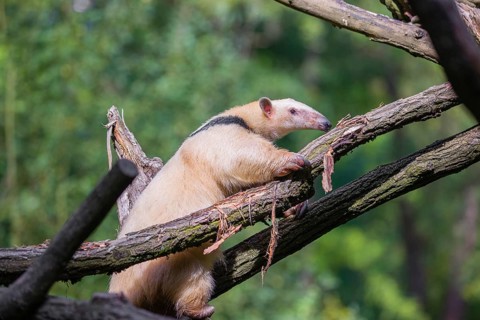 One southern tamandua (Tamandua tetradactyla), climbs up a tree in a forest