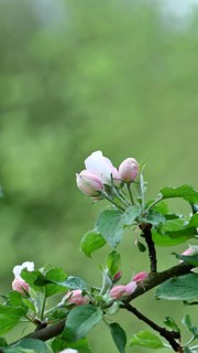 Apple blossoms (Malus), red still closed blossoms and white opened blossom with bokeh in the