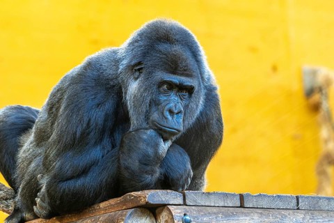 A gorilla is sitting on a ledge and looking to the right. The scene is set in a zoo, and the