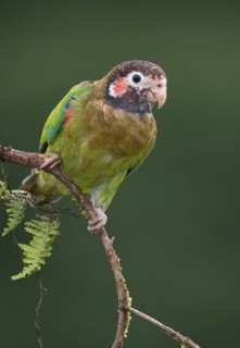 Brown-hooded Parrot (Pyrilia haematotis), Costa Rica