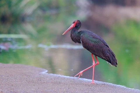 Black Stork (Ciconia nigra), Greece
