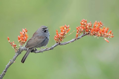 Five-striped Sparrow (Amphispiza quinquestriata) singing, perched on a branch, Arizona, USA
