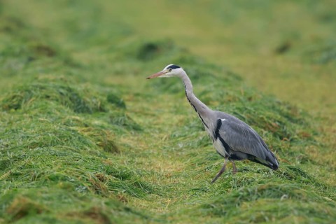 Grey Heron (Ardea cinerea) foraging on freshly mown meadow, North Rhine-Westphalia, Germany