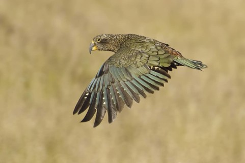 Kea (Nestor notabilis), New Zealand