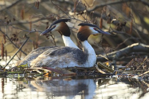 Great Crested Grebe (Podiceps cristatus) pair displaying, Netherlands