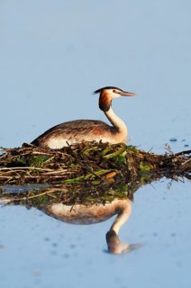Great Crested Grebe (Podiceps scalloped ribbonfish) sitting on the nest, with mirror image, North