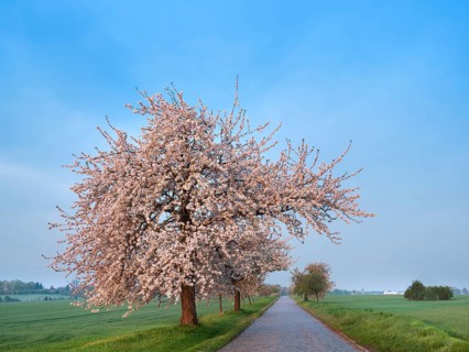 Field landscape in spring, narrow country road with cobblestones lined with blossoming cherry trees
