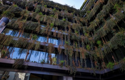 Climate-neutral façade greening on the new building, office building of CMS Hasche Sigle, Calwer
