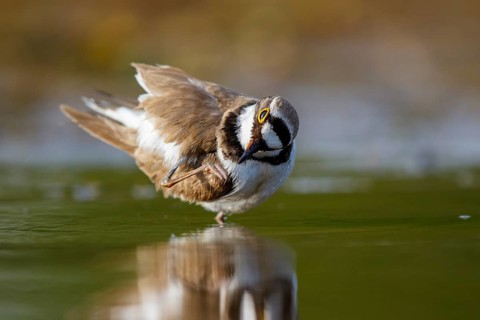 Little Ringed Plover (Charadrius dubius) preening, North Rhine-Westphalia, Germany