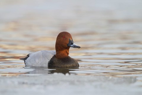 Common Pochard (Aythya ferina) male, Bavaria, Germany