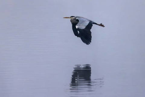 A grey heron flies over a blue water surface, its reflection is visible, Grey heron, (Ardea