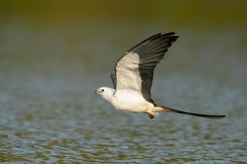 Swallow-tailed Kite (Elanoides forficatus) flying, Florida, USA