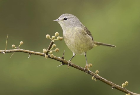 Orange-crowned Warbler (Leiothlypis celata), Texas, USA