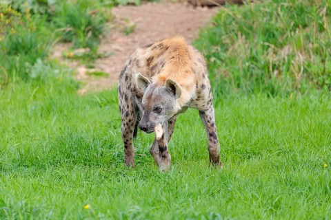 An adult male spotted hyena (Crocuta crocuta) stands on a green meadow and chews a bone