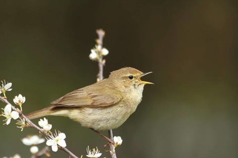 Common Chiffchaff (Phylloscopus collybita) male singing, Lower Saxony, Germany
