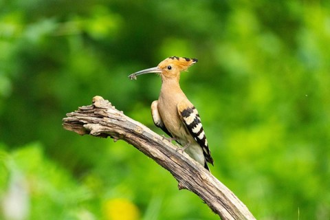 Hoopoe (Upupa epops) Hungary