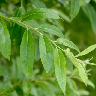Pale willow (Salix × rubens), IGS Hamburg 2013, Germany