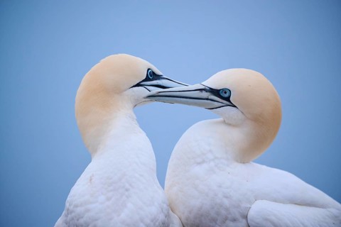 Northern gannet (Morus bassanus) couple greeting each other with their beaks, portrait, wildlife,