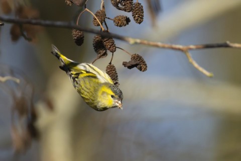 Siskin (Spinus spinus) adult male bird feeding on Alder tree seeds in winter, England, United