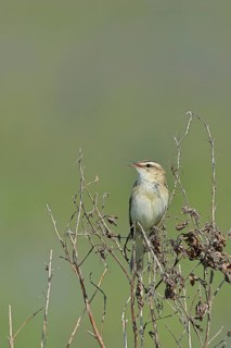 Reed Warbler (Acrocephalus schoenobaenus) singing in a shrub, Wildlife, Lembruch, Ochsen Moor,