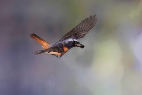 Common redstart (Phoenicurus phoenicurus), male approaching the nest with food in his beak, North