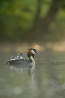 Great Crested Grebe (Podiceps cristatus) with chicks, North Rhine-Westphalia, Germany