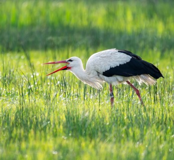 White stork (Ciconia ciconia) foraging in a meadow, spider threads on the grass, Lower Saxony,
