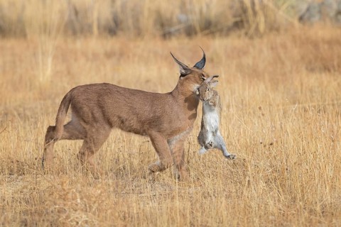 Caracal (Caracal caracal) adult hunting Iberian Hare (Lepus granatensis), Castile-La Mancha, Spain