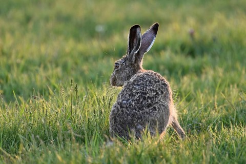 European hare (Lepus europaeus), sitting in meadow, Lake Neusiedl National Park, Seewinkel,