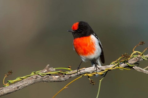 Red-capped Robin (Petroica goodenovii) male, Victoria, Australia