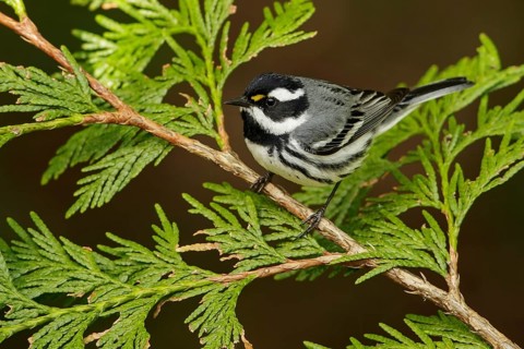 Black-throated Gray Warbler (Dendroica nigrescens) perched on a branch in British Colombia, Canada