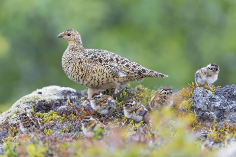 Rock ptarmigan, (Lagopus mutus), animals, birds, hen, pheasant family, female with chicks,