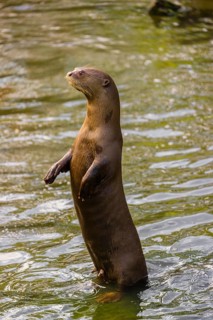 An adult female giant otter or giant river otter (Pteronura brasiliensis) stands tall in the