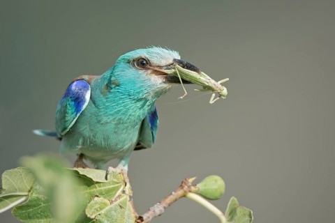 European Roller (Coracias garrulus) perched on a branch with grasshopper in beak, Rome, Italy
