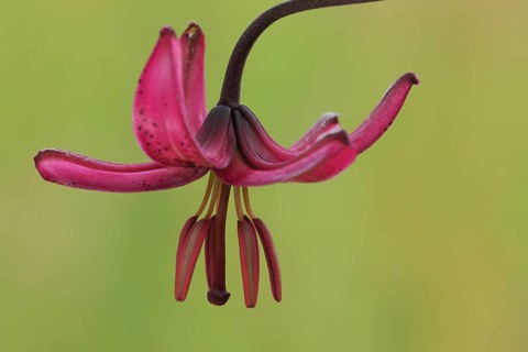 Open flower of a Turk's cap lily (Lilium martagon), macro photograph, nature photography,