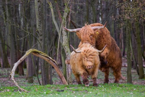 One Highland bull (Bos (primigenius) taurus) chases a cow before mating