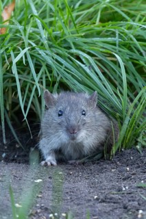 Brown rat (Rattus norvegicus) adult rodent animal emerging from a burrow hole in grassland,