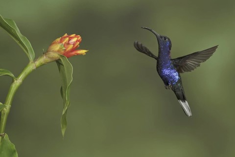 Violet Sabrewing (Campylopterus hemileucurus), Costa Rica