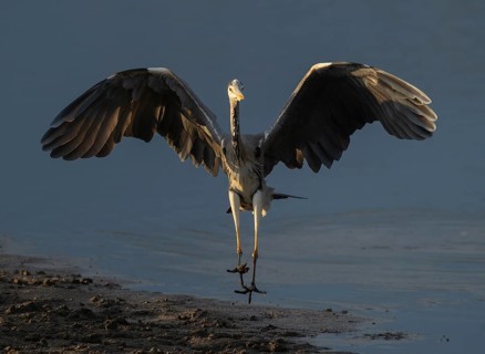 Grey heron (Ardea cinerea) approaching a shallow water zone of a lake, blue water, Lower Saxony,