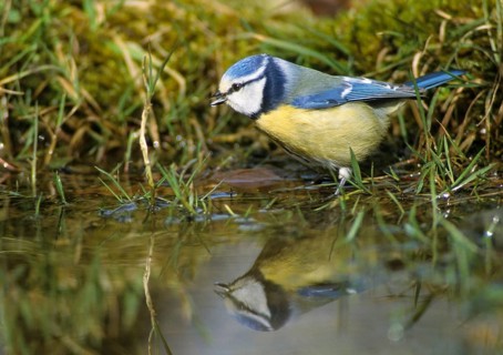Blue tit, parus caeruleus, bath, bathe, bird bath, birds, tit, mirror, passeri, songbirds, mirror