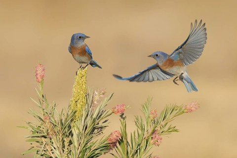 Western Bluebird (Sialia mexicana) flying, California, USA