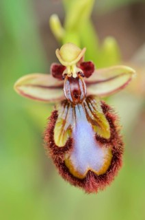 Mirror orchid (Ophrys speculum), flower, Algarve, Portugal