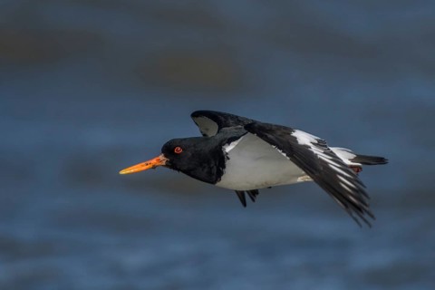 Eurasian Oystercatcher (Haematopus ostralegus) flying, Schleswig-Holstein, Germany